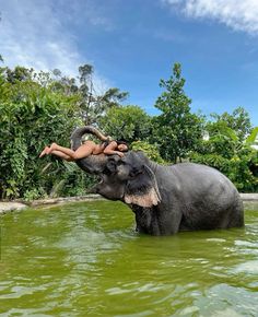 two people are riding on the back of an elephant that is swimming in some water