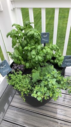 a potted plant sitting on top of a wooden deck