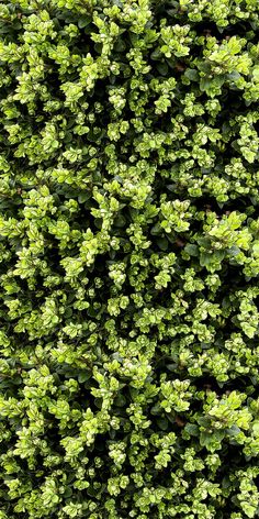 the top view of a green bush with lots of leaves on it's sides