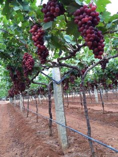 grapes are growing on the vined trees in an open field with dirt and grass