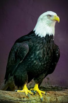 an eagle sitting on top of a tree branch in front of a purple wall,