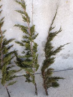 two green plants sitting next to each other on the ground in front of a concrete wall