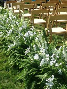 rows of chairs lined up in the grass near flowers and plants on either side of them