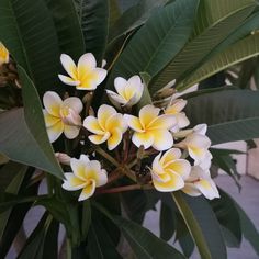 yellow and white flowers are growing on the tree