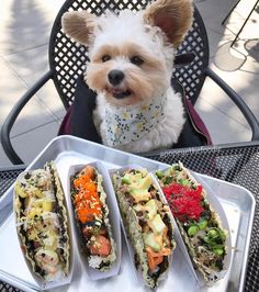 a small white dog sitting in a chair next to three trays filled with food