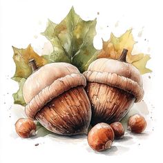 two acorns and one leaf on a white background with watercolor painting effect