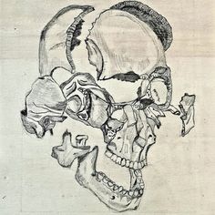 a drawing of a human skull with multiple parts missing from it's head and neck