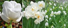 three different types of white flowers with green stems