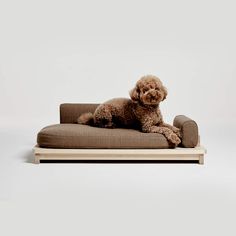 a poodle sitting on top of a dog bed in front of a white background