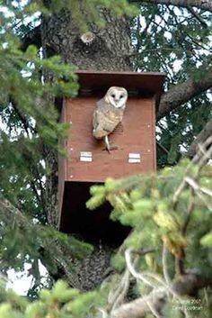 an owl sitting on top of a birdhouse in a tree