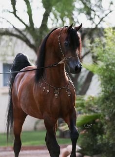 a brown horse standing on top of a lush green field