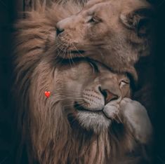 two lions cuddling with each other in front of a red heart on the forehead