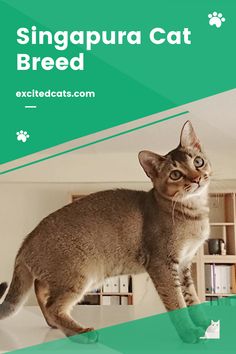 a cat standing on top of a table next to a green sign that says, singapore cat breed