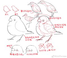 some birds are sitting on top of each other in different positions and sizes, with chinese writing