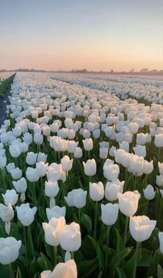 rows of white tulips in a field at sunset