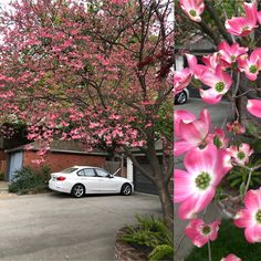 a white car parked in front of a tree with pink flowers