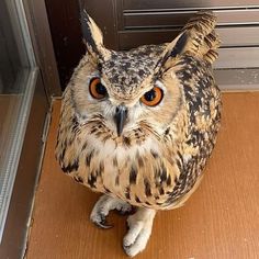 an owl sitting on the floor in front of a door with its eyes wide open