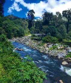 a river running through a lush green forest filled with lots of rocks and greenery