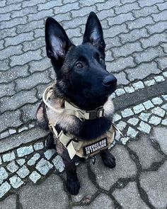 a black and brown dog sitting on top of a cobblestone road