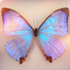 a blue and brown butterfly sitting on top of a white surface with its wings spread