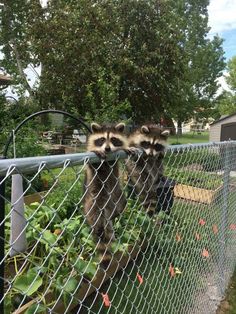 two raccoons standing on top of a fenced in area next to plants