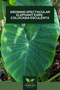 a large green leaf with the words growing spectacular leaves in costa rica, colombia's essen