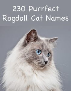 a white cat with blue eyes and the words,'250 purrfect ragoll cat names '