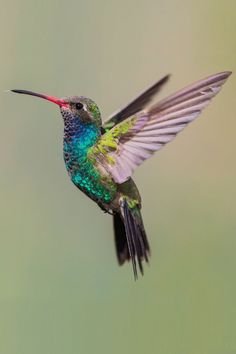 6 Types of Hummingbirds in Michigan Nature Wallpapers Aesthetic, Hummingbird Art Drawing, Tattoo Hummingbird, Hummingbird Drawing, Hummingbirds Photography, Hummingbird Photos, Hummingbird Pictures, Photography Animals, Best Cameras