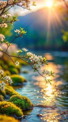 the sun shines brightly behind some white flowers and green moss growing on the rocks