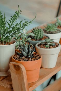 several potted plants sitting on top of a wooden table