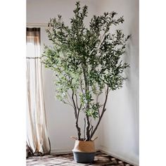 a potted plant sitting in front of a window