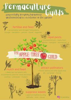 an apple tree with the words permaculture guides on it and pictures of fruit trees