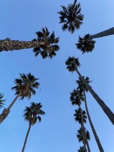 tall palm trees reaching up into the blue sky