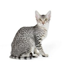 a gray and white cat sitting on top of a white floor