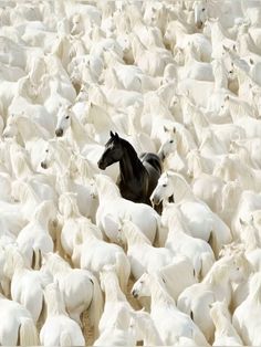 a large herd of white horses standing next to each other