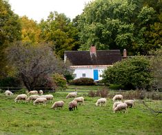 a herd of sheep grazing on a lush green field next to a white house in the background