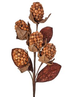 three flowers with brown leaves on a white background