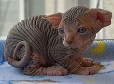 a hairless cat sitting on top of a blue blanket