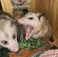 two ferrets with their mouths open in front of a mirror