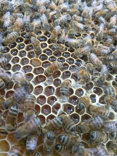 many bees are clustered together on the honeycomb