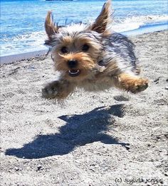 a small dog is running on the beach