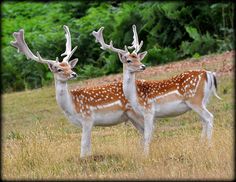 two deer standing next to each other in a field