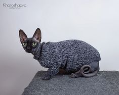 a cat in a sweater sitting on top of a rock