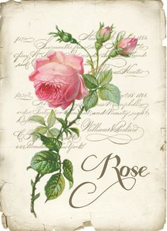 a pink rose with green leaves is on an old fashioned paper background that says, rose