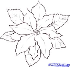 a drawing of a poinsettia flower with leaves