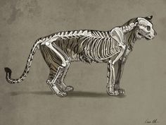 a drawing of a tiger skeleton on a gray background