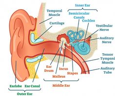 the anatomy of the ear and its major structures