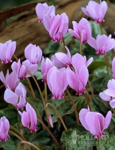 purple flowers are blooming in the garden