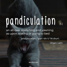 a cat yawning with its mouth open and the words'pundiculation'above it