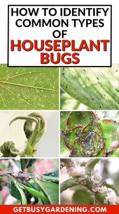 images of different houseplant pests on leaves and stems Propagate Lavender, Propagate Succulents, Diy Bug Spray, Common House Plants, Lily Plant, Kill Bugs, Lavender Plants, Plant Bugs